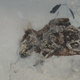 The fossil of the 3-million-year-old extinct field mouse.